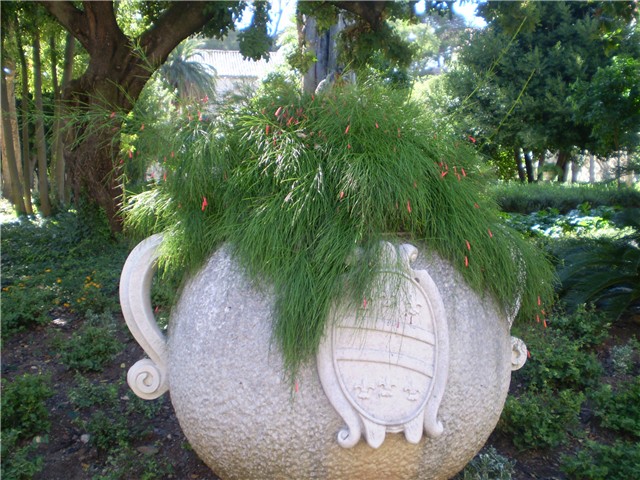 koralj